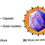 Diferencia entre cápside y envoltura
