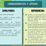 Diferencia entre carbohidratos y lípidos