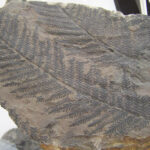 Diferencia entre carbonización y carbonificación