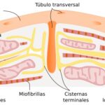 Diferencia entre cardiomiocitos y células marcapasos