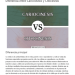 Diferencia entre cariocinesis y citocinesis