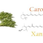 Diferencia entre caroteno y xantofila