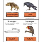 Diferencia entre carroñero y descomponedor