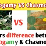 Diferencia entre casmógamos y cleistógamos