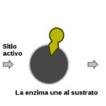 Diferencia entre catalizador y enzima