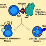 Diferencia entre CD4 y CD4+