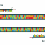Diferencia entre cebadores directos e inversos