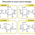 Diferencia entre celobiosa y maltosa