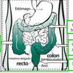 Diferencia entre colon e intestino grueso