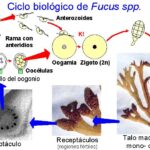 Diferencia entre conceptáculo y receptáculo en Fucus