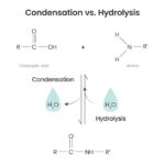 Diferencia entre condensación e hidrólisis