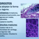 Diferencia entre condrocitos y osteocitos