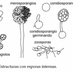 Diferencia entre conidios y esporangiosporas