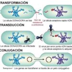 Diferencia entre conjugación transformación y transducción