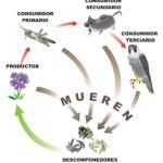 Diferencia entre consumidores primarios secundarios y terciarios
