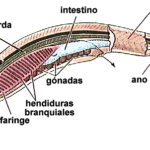 Diferencia entre cordados y protocordados