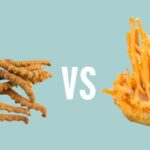 Diferencia entre Cordyceps Sinensis y Cordyceps Militaris