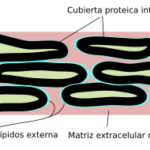 Diferencia entre corneocitos y queratinocitos