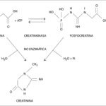 Diferencia entre creatina y creatinina