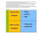 Diferencia entre criptógamas y fanerógamas