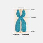 Diferencia entre cromátidas hermanas y no hermanas