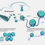 Diferencia entre cromatina y nucleosoma