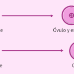 Diferencia entre diploide y haploide