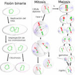 Diferencia entre división celular y división nuclear