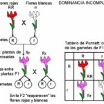 Diferencia entre dominancia completa e incompleta