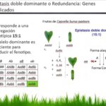 Diferencia entre dominancia y epistasis