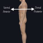 Diferencia entre dorsal y ventral
