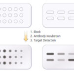 Diferencia entre Dot Blot y Slot Blot