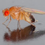 Diferencia entre Drosophila y Neurospora