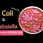 Diferencia entre E. coli y Klebsiella pneumoniae