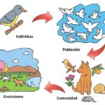 Diferencia entre ecosistema y comunidad