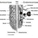 Diferencia entre ectomicorrizas y endomicorrizas