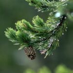 Diferencia entre el abeto y el pino