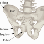 Diferencia entre el acetábulo y la cavidad glenoidea
