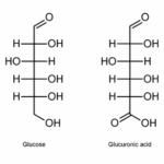 Diferencia entre el ácido glucurónico y el ácido idurónico