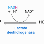 Diferencia entre el ácido láctico y la lactato deshidrogenasa