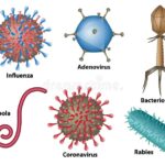 Diferencia entre el adenovirus y el virus de la influenza