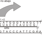 Diferencia entre el ADN aguas arriba y el ADN aguas abajo