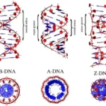 Diferencia entre el ADN B y el ADN Z