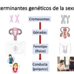 Diferencia entre el ADN masculino y femenino