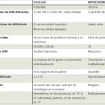Diferencia entre el ADN mitocondrial y el ADN nuclear