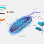 Diferencia entre el ADN plasmídico y el ADN cromosómico