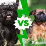 Diferencia entre el Affenpinscher y el Grifón de Bruselas