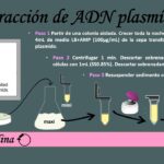 Diferencia entre el aislamiento del ADN genómico y del ADN plasmídico