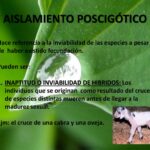 Diferencia entre el aislamiento precigótico y poscigótico
