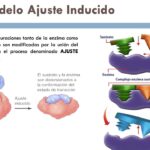Diferencia entre el ajuste inducido y el bloqueo y la llave